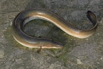 European Eel