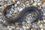 European Eel