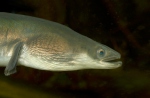 European Eel