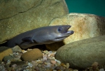 European Eel