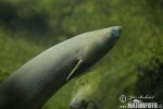 European Eel