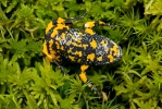 European Fire-bellied Toad