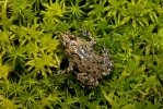 European Fire-bellied Toad