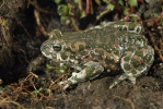 European Green Toad