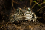 European Green Toad