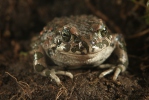 European Green Toad