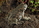 European Green Toad