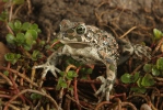 European Green Toad