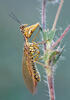 European Mantispid