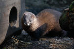 European Mink