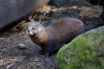 European Mink