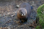 European Mink