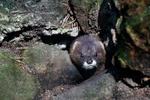 European Mink