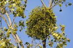 European mistletoe, common mistletoe