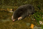 European Mole