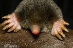 European Mole