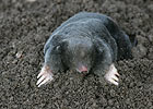 European Mole