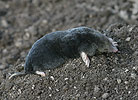 European Mole