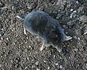 European Mole