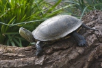 European pond Turtle