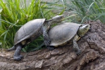 European pond Turtle