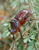 European Rhinoceros Beetle