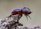 European Rhinoceros Beetle
