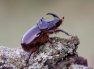 European Rhinoceros Beetle