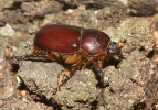 European Rhinoceros Beetle