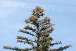 European Silver Fir