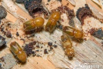 European Spruce Bark Beetle