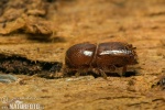 European Spruce Bark Beetle