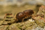 European Spruce Bark Beetle