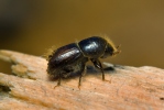 European Spruce Bark Beetle