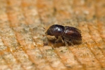 European Spruce Bark Beetle