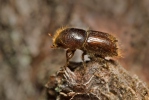 European Spruce Bark Beetle