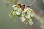 European White Elm