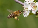 Europeisk honningbie