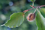 Fagus sylvatica