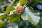 Fagus sylvatica