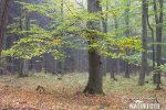 Fagus sylvatica