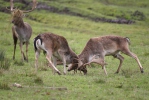 Fallow deer