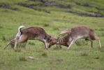 Fallow deer