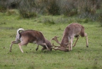 Fallow deer