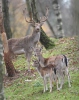 Fallow deer