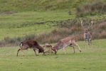 Fallow deer