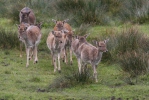 Fallow deer