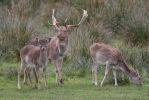 Fallow deer