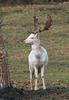 Fallow deer