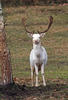 Fallow deer